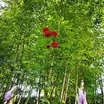 格林斯洛公寓式酒店 招待所 2*