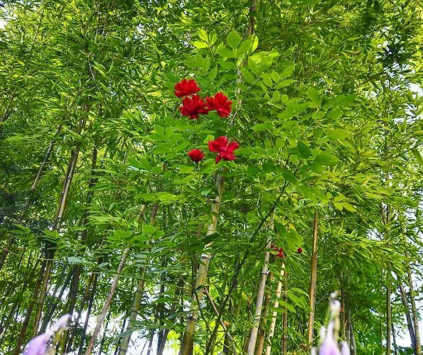 Family Greenslo Guest house 2*